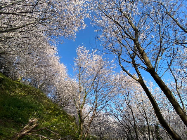 桜